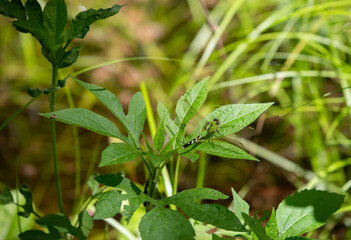 Eastern Pondhawk