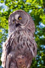 Portrait of a great grey owl in a forest