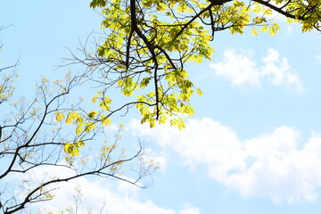 Beautiful branches with leaves. Cloudy sky.