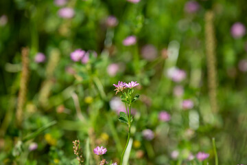 Purple Flowers in a Meadow