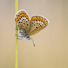 Butterfly silver-studded blue on grass stem