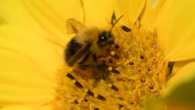 Bee foraging on a sunflower during a beautiful late summer afternoon. Macro slow motion close up clip.