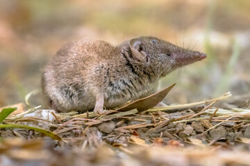 Lesser white toothed shrew in natural habitat