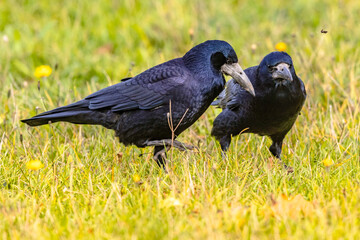Portrait of two Eurasian rook