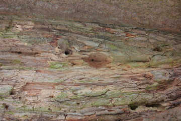 Bark of an old tree close-up. Natural background. 
