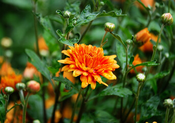 Chrysanthemum blooms