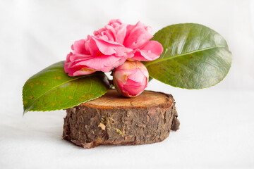 Camelia sobre tronco de madera