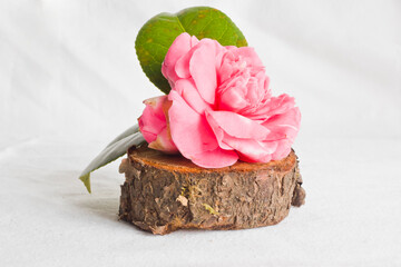 Camelia sobre tronco de madera