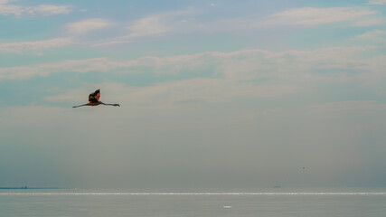 Flamingo flying over a salt lake in Argentina