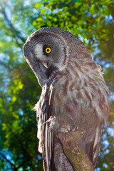 Portrait of a great grey owl in a forest