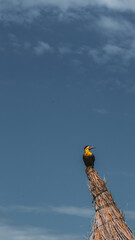 woodpecker posing on a roof