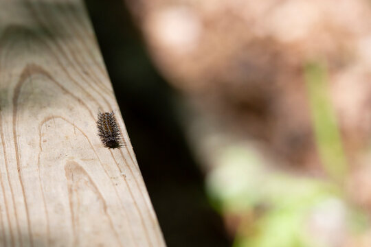 Buck Moth Caterpillar