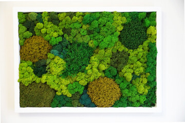 multicolored preserved canned moss for sustainable interior design and natural wall decor, picture of stabilised moss