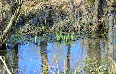 Naturschutzgebiet mit Sumpf