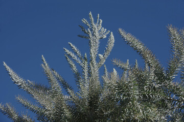 Low angle view of the top of an olive tree with new growth and lots of flower buds developing under blue sky on a warm southern California winter day