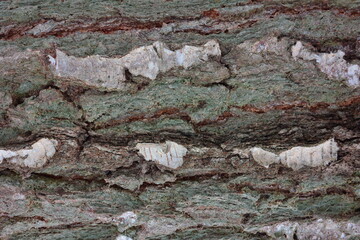 Bark of an old tree close-up. Natural background. 