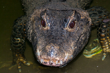 Head of an African dwarf crocodile in the water