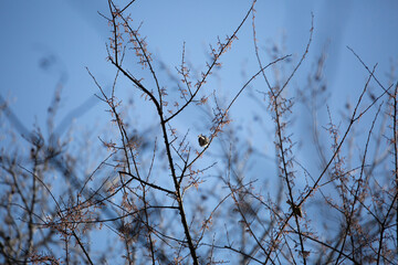 Curious Yellow-Rumped Warbler