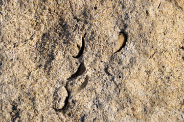 beige stone texture for natural background close up