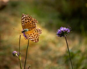 A butterfly on a flower