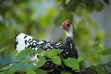 Hamburg chicken sitting among leaves in summer