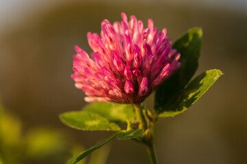 Fototapeta premium Trifolium pratense - Red Meadow Clover on a Stem. The background is green.