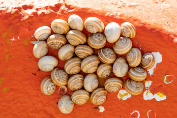 Views from Mallorca Sapin