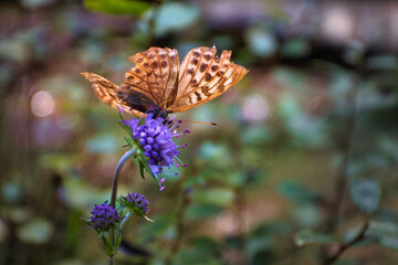 A butterfly on a flower