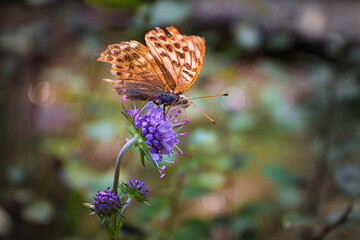 A butterfly on a flower