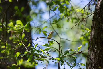 Fototapeta premium White-Eyed Vireo Bird