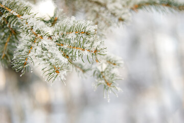 Brunch of pine tree covered with fresh snow