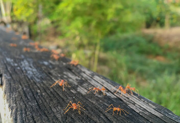 Two red ants walking on the rail of a wooden bridge. And looking at the camera And there is a background of red ant as a blur in Thailand