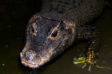 Obraz premium Head of an African dwarf crocodile in the water