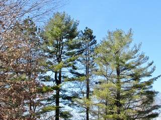 Trees against a blue sky 