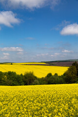 Blooming rapeseed field in Ukrainian countryside