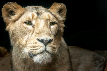 closeup  portrait of a female lion 