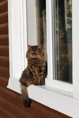 Cat on the window