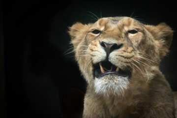 a female lion growling showing her teeth