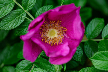 Bremerton, Washington State, wild pink and yellow rose and green leaves