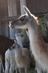 Obraz premium Llama comiendo paja en un corral