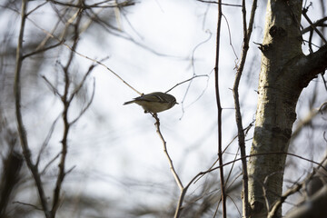 Ruby-Crowned Kinglet