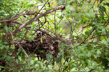 American Robin Nest