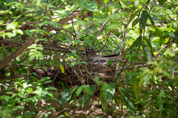 American Robin Nest