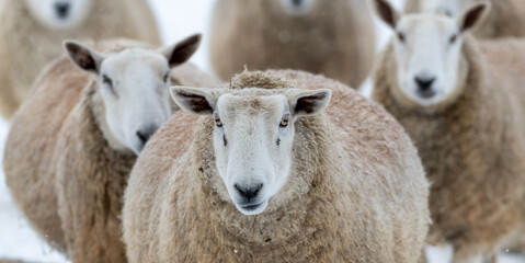 A closeup of a large domestic woolly sheep that is staring with its eyes open wide and its ears sticking upwards against a snowy background.  The ewe has a large thick coat of wool with bits of dirt.