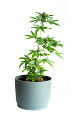 Marijuana tree in pot isolated on white background