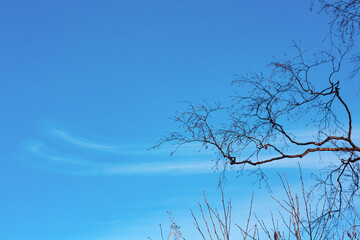 Obraz premium A cloud like a feather