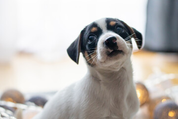 Szczeniak jack russell terrier © Micha