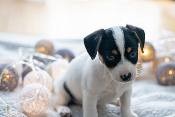 Szczeniak jack russell terrier © Micha