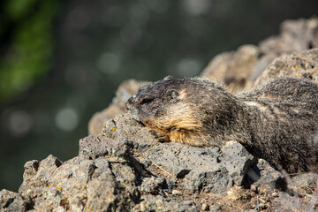 Palouse Falls State Park, Washington State, Marmot, beaver, animal