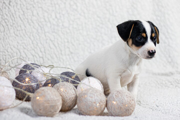 Szczeniak jack russell terrier © Micha
